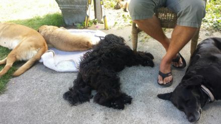 Hunde-Hof Wald & Wiese