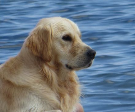 Tierkommunikation - Seminare NRW