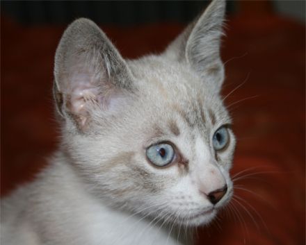 Tierkommunikation - Seminare NRW