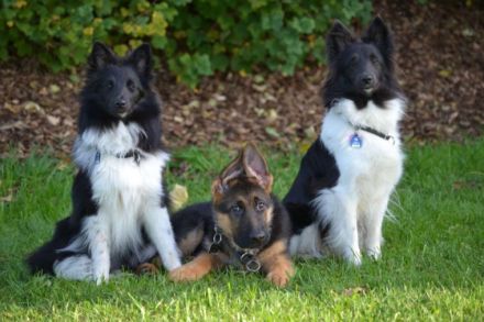 Jogi's Hundeschule & Hundepension