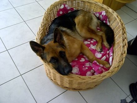 Jogi's Hundeschule & Hundepension