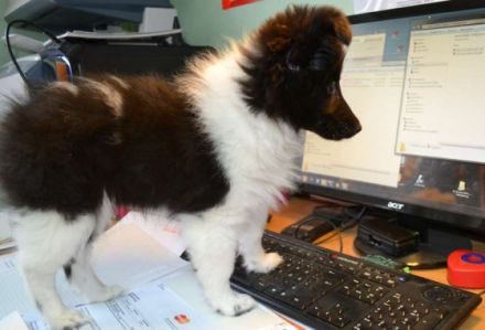 Jogi's Hundeschule & Hundepension