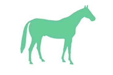 Anna Otto Heilkunde4Pferde