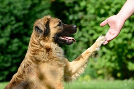 Tierphysiotherapie Ahlerstedt-Vorsorge statt Sorge für Ihr Tier