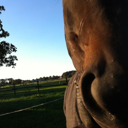 Tierphysiotherapie Ahlerstedt-Vorsorge statt Sorge für Ihr Tier