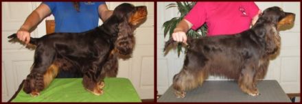 Rüden in Cockerry Kennel