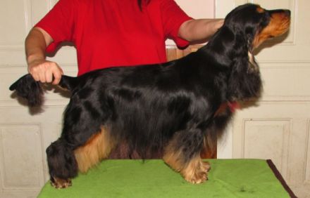 Rüden in Cockerry Kennel