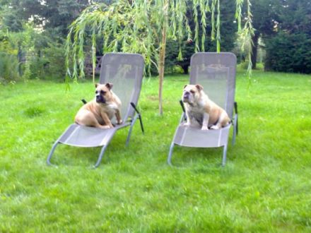 Milly's Haustierservice