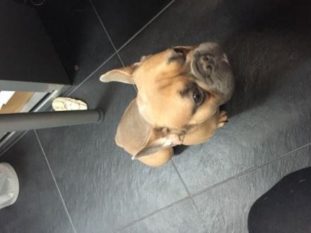 tyger vom Erlbachthal