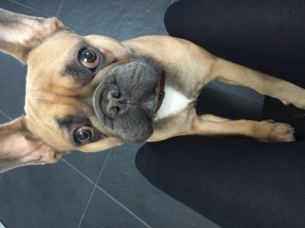 tyger vom Erlbachthal