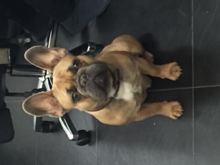 tyger vom Erlbachthal