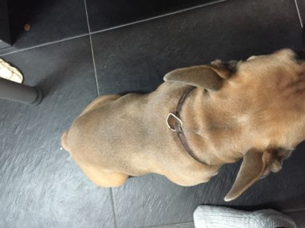 tyger vom Erlbachthal