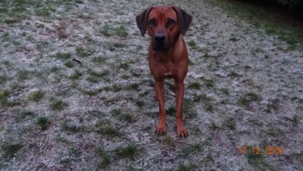 "Dayo vom Götschetal''