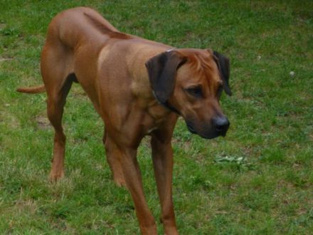 "Dayo vom Götschetal''