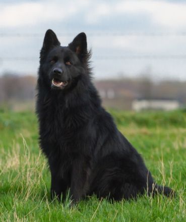 Perceval vom Schwarzen Ritter