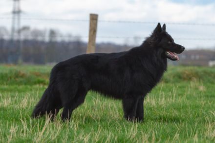 Perceval vom Schwarzen Ritter