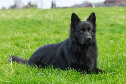 Perceval vom Schwarzen Ritter