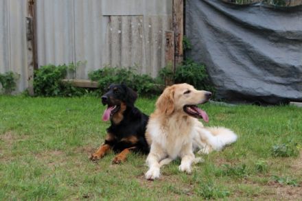 vom Heidschnuckenhof