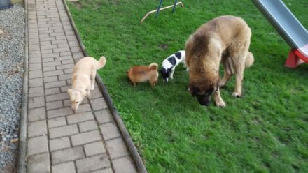 Hundezentrum Haus KaStMa