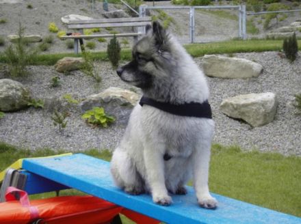 BKS-Training-Systeme für Mensch und Hund B.Scholze