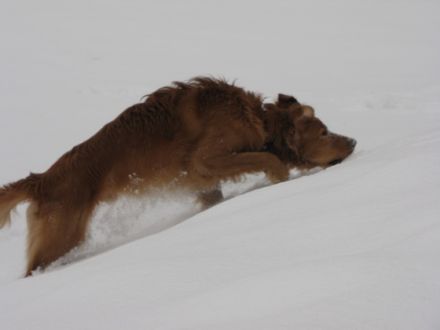 BKS-Training-Systeme für Mensch und Hund B.Scholze