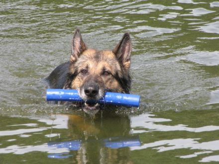 BKS-Training-Systeme für Mensch und Hund B.Scholze