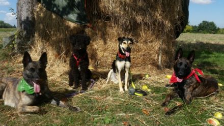 Hundepension Esslingen