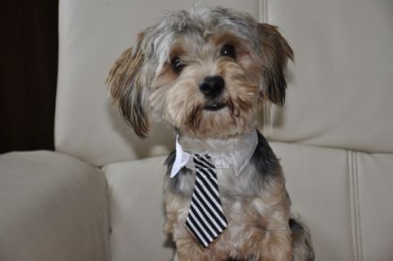 Hundepension Isarwinkel