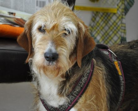 Hundepension Isarwinkel