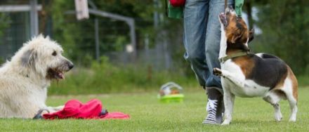 Hotdoxx Hundetraining