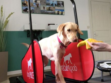 Hundephysio Ostsee - Physiotherapie und Bewegungstraining für Hunde - Isabelle Lamp-Greve