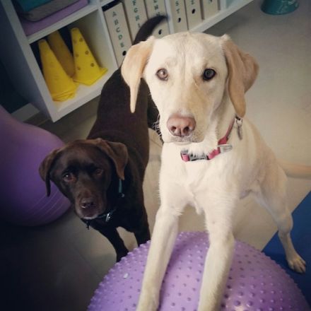 Hundephysio Ostsee - Physiotherapie und Bewegungstraining für Hunde - Isabelle Lamp-Greve