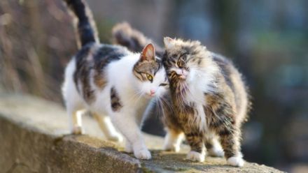 Tierheilpraxis Natursinn