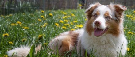 Dandelion Hill's Australian Shepherds