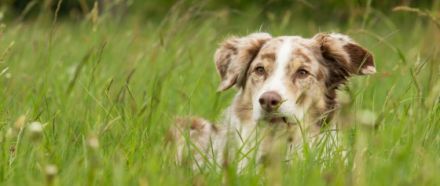 Dandelion Hill's Australian Shepherds