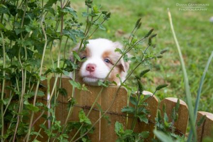 Dandelion Hill's Australian Shepherds