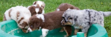 Dandelion Hill's Australian Shepherds