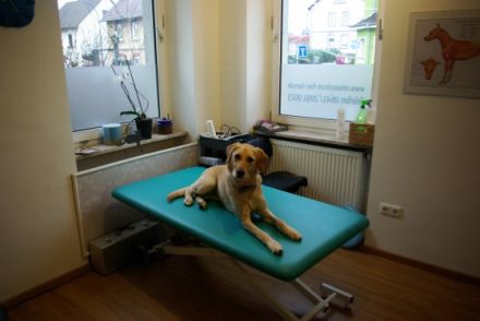 Tierphysio-Giessen