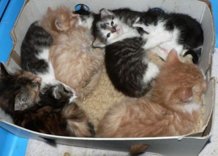 Streuner suchen Kastrations-Paten