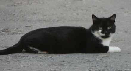 Streuner suchen Kastrations-Paten