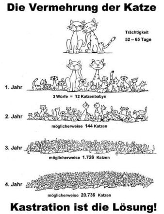 Streuner suchen Kastrations-Paten