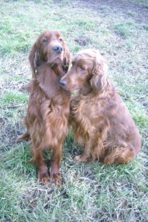 Conquerer of hidden Irland