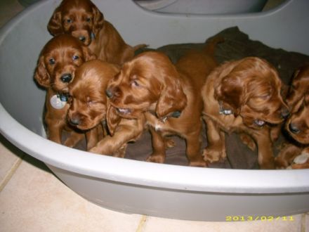 Conquerer of hidden Irland