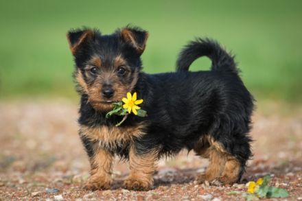 von den Grauen Anfurten