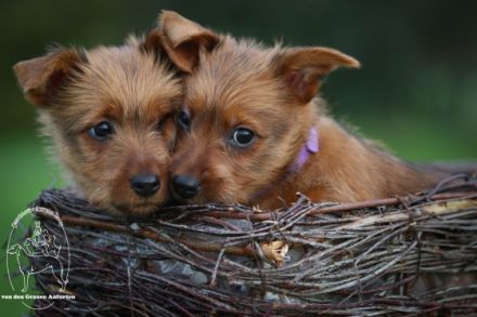 von den Grauen Anfurten