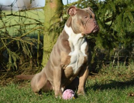 Ossy von der Schwedenschanze