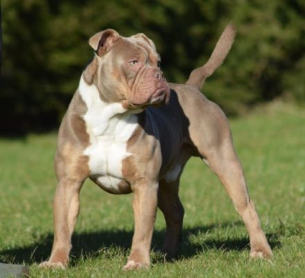 Ossy von der Schwedenschanze