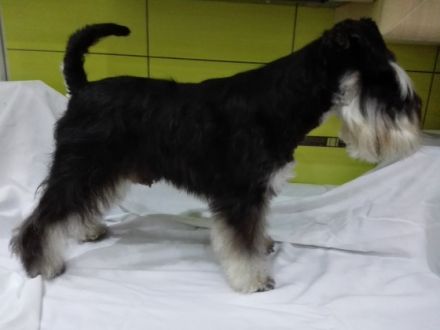 Diego- Max von den Breukers