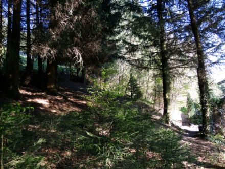 Hundepension - mobile Hundeschule