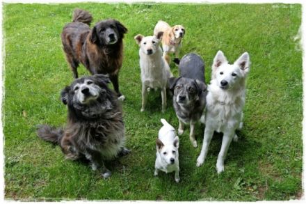 Hundepension - mobile Hundeschule